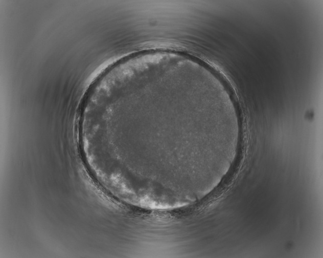 X0000115100983200912081254