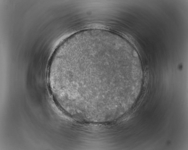 X0000115100987200912081254