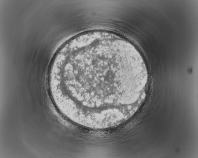 X0000115100991200912081254