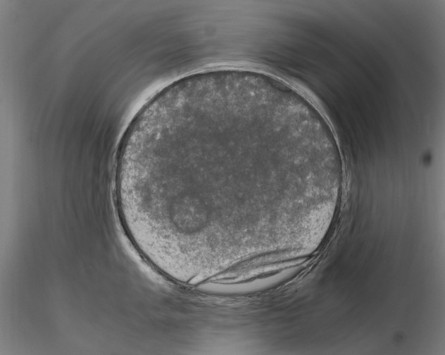 X0000115101005200912081254