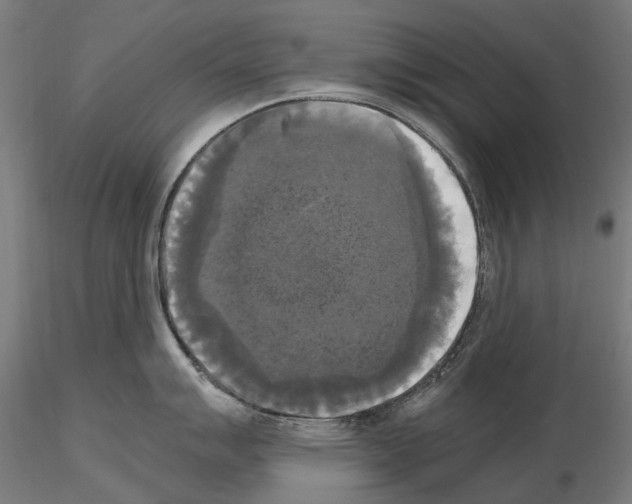 X0000115101007200912081254