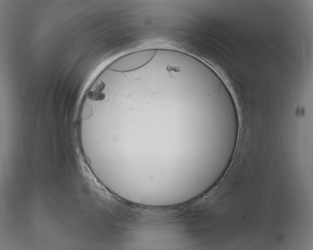 X0000115101008200912081254