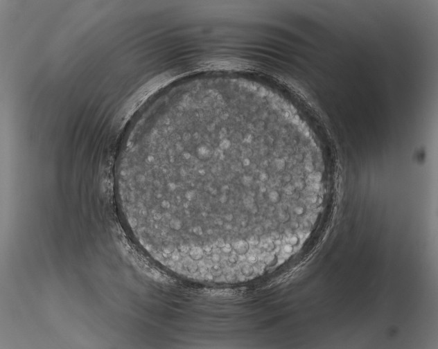 X0000115101025200912081254