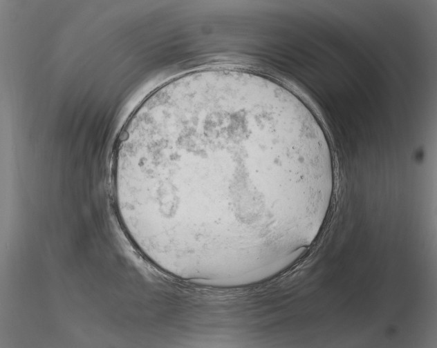 X0000115101099200912081253