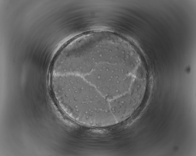 X0000115101125200912081252