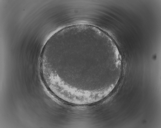 X0000115101134200912081252