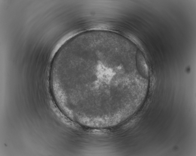 X0000115101138200912081252