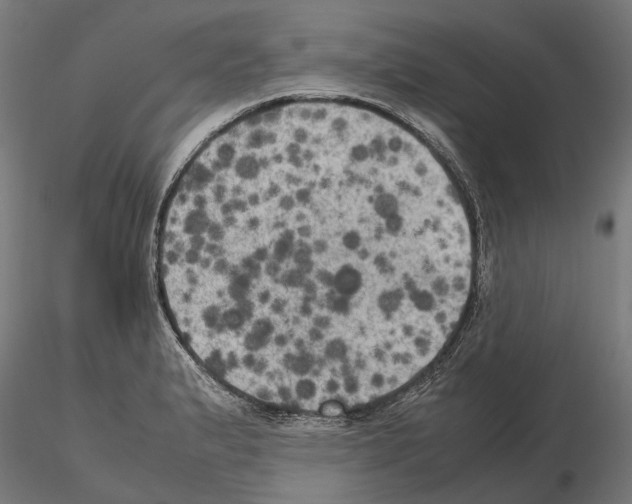 X0000115101183200912081252