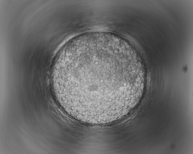 X0000115101212200912081251