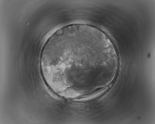 X0000115101237200912081251