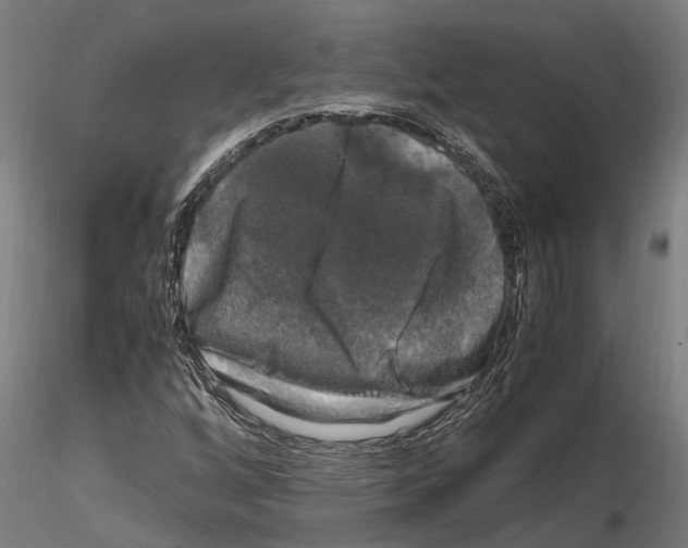 X0000115101256200912081250