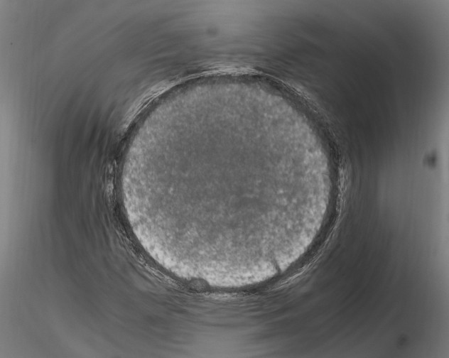 X0000115101257200912081250