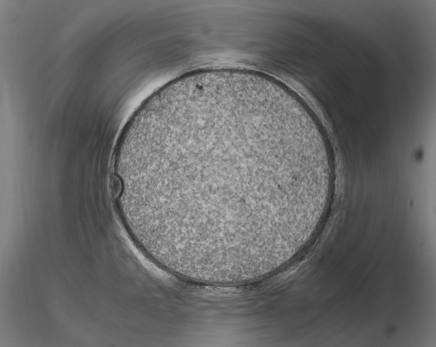 X0000115101285200912081250