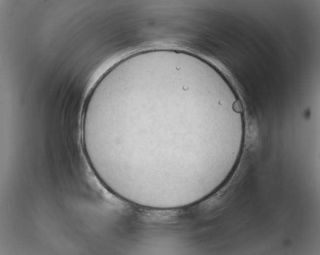 X0000115101294200912081250