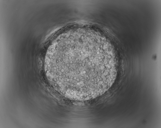 X0000115101302200912081249