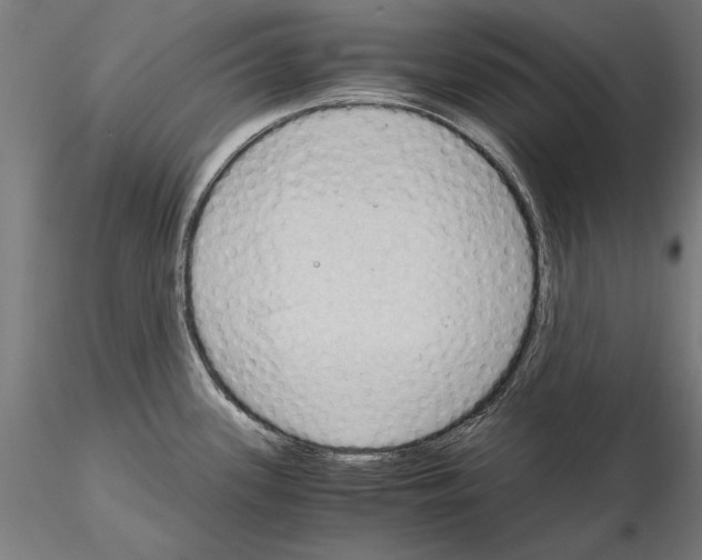 X0000115101339200912081250