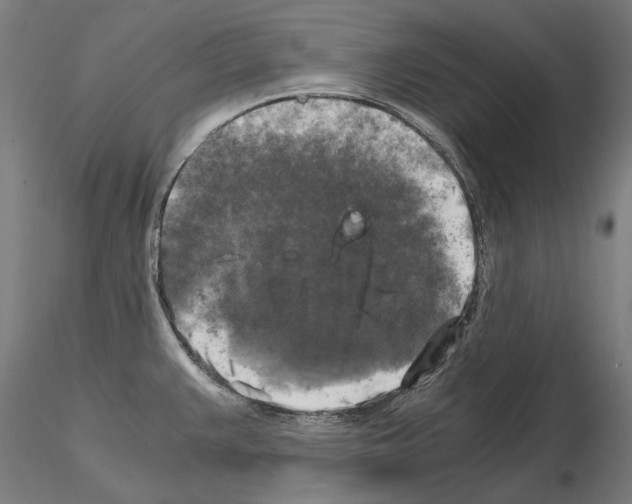 X0000115101383200912081248