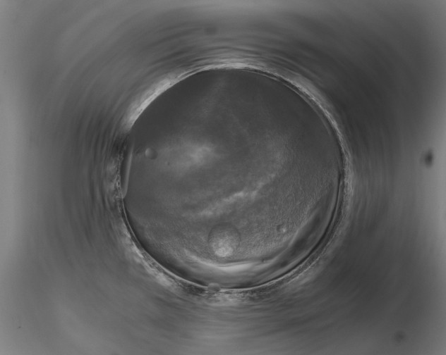 X0000115101385200912081248