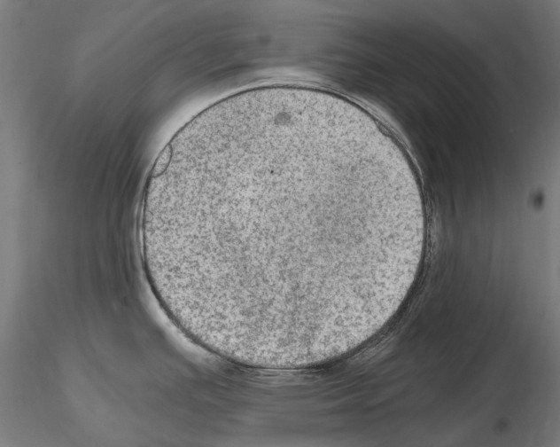 X0000115101391200912081248