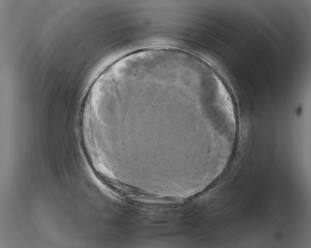 X0000115101429200912081248