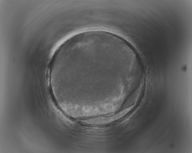 X0000115101510200912081246