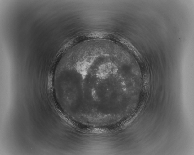 X0000115110585200911241329