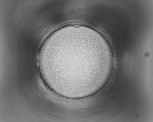 X0000115110014200912081332