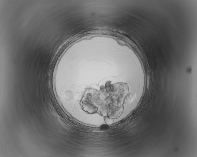 X0000115110204200912081329