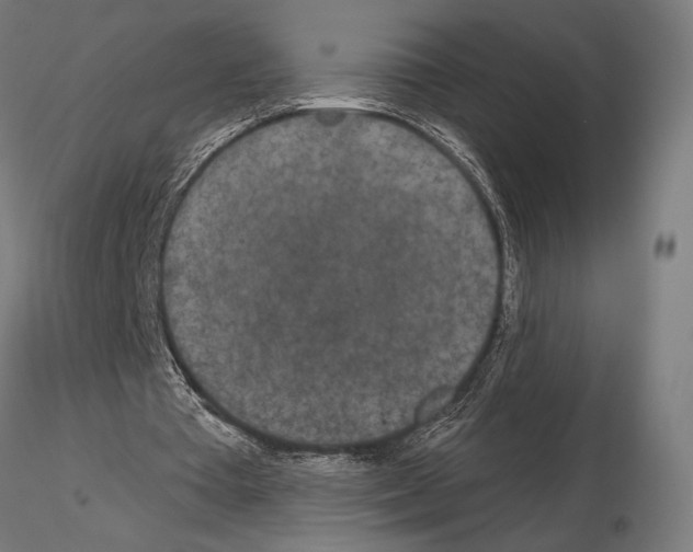 X0000115110385200912081326