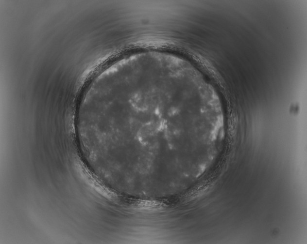 X0000115110399200912081326