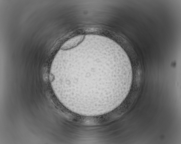 X0000115110510200912081324