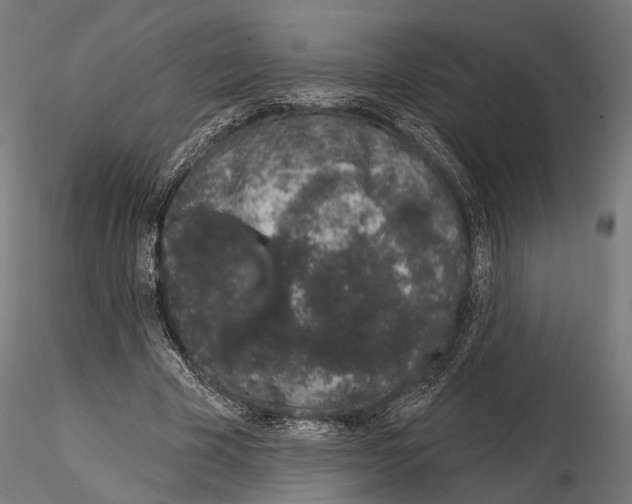 X0000115110585200912081323