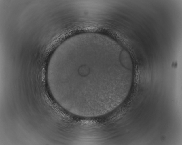 X0000115110689200912081321