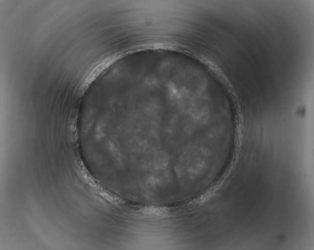 X0000115110977200912081317