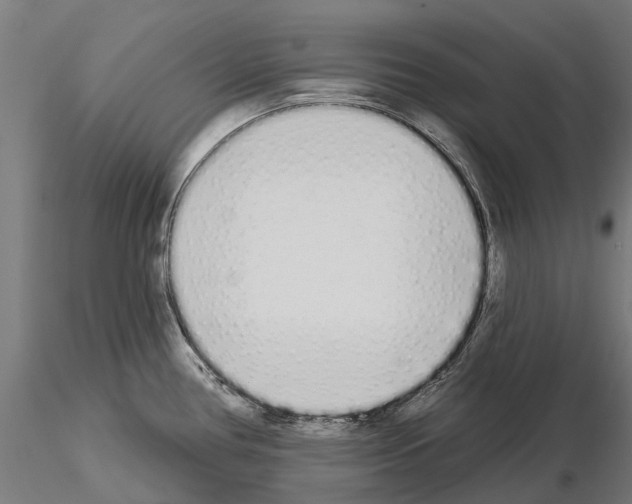 X0000115111386200912081312