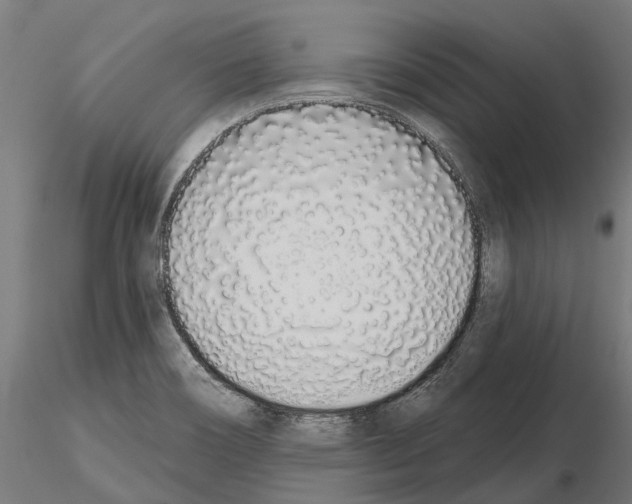 X0000115111466200912081310