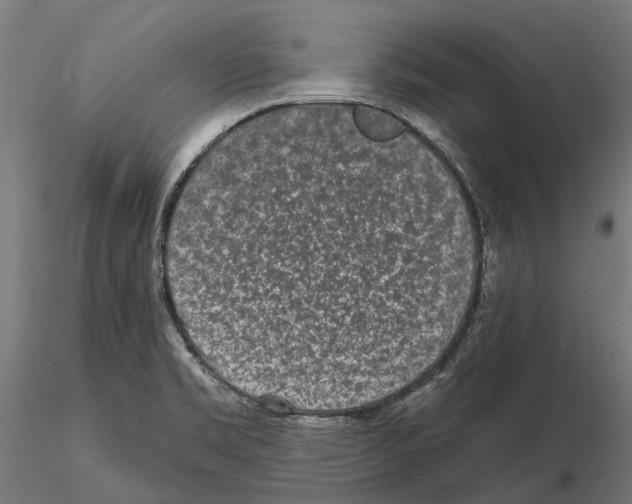 X0000115111469200912081310