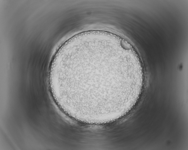 X0000115111525200912081310