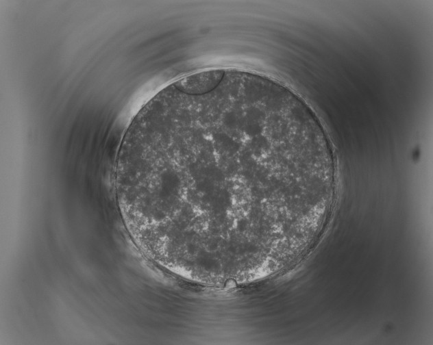 X0000115111529200912081310