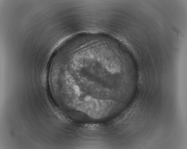 X0000115120440200911101629