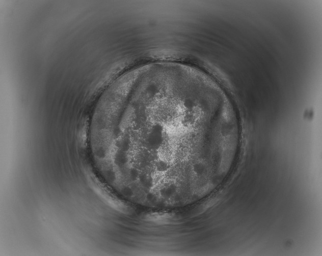 X0000115120065200911171338