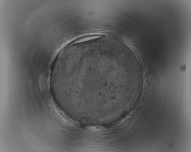 X0000115120346200911171333