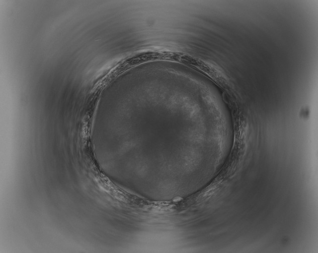 X0000115121110200911171321