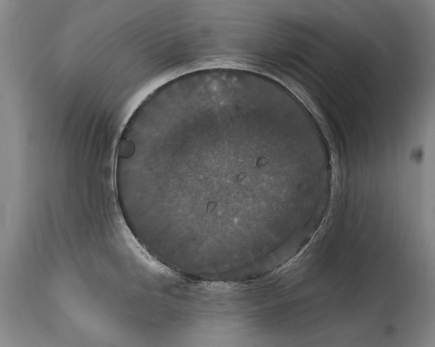 X0000115121246200911171321