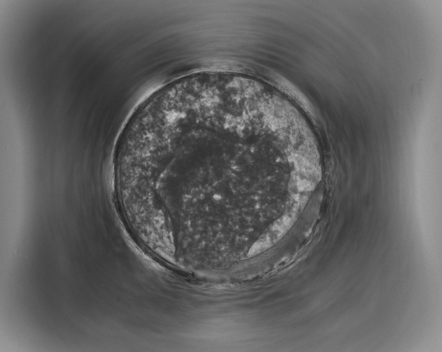 X0000115121095200911241342