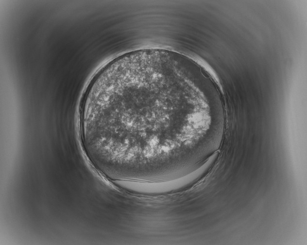 X0000115121096200911241342