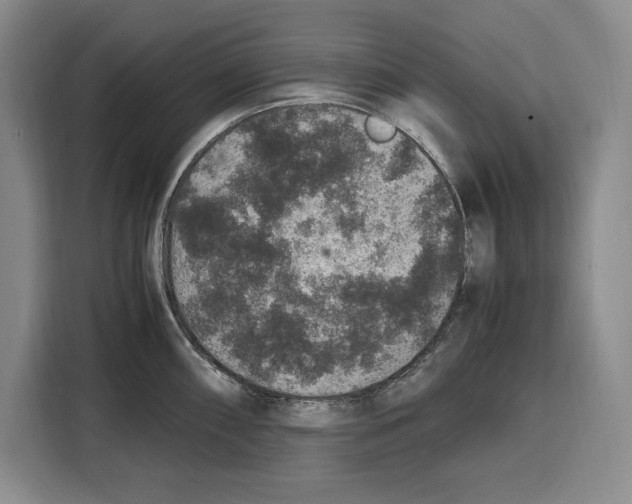 X0000115121098200911241342