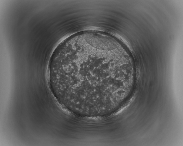 X0000115121125200911241342