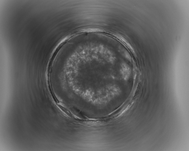 X0000115121189200911241341