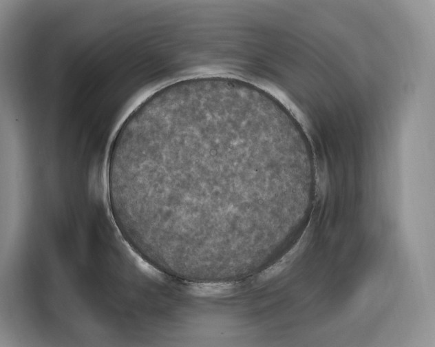 X0000115121294200911241340
